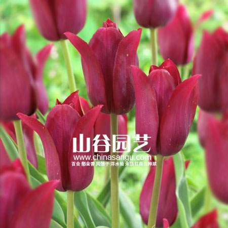 创世大发-郁金香