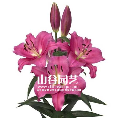 创世大发-百合