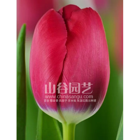 创世大发-郁金香
