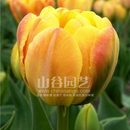 创世大发-郁金香