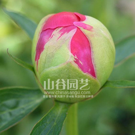 创世大发-芍药