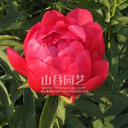 创世大发-芍药