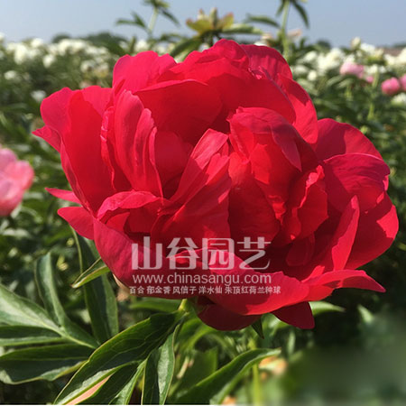 创世大发-芍药