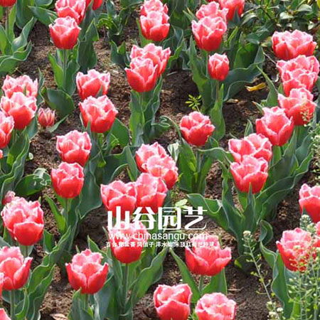 创世大发-郁金香
