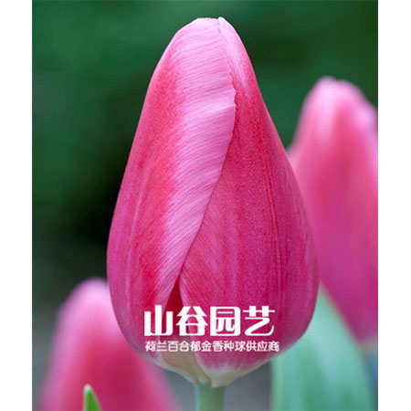 创世大发-郁金香