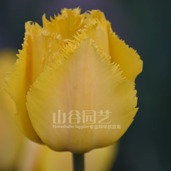 创世大发-郁金香