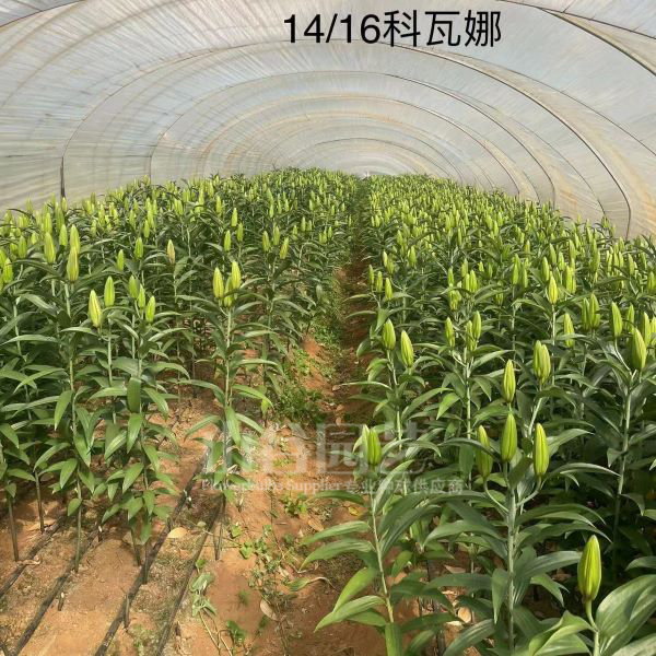 创世大发-百合