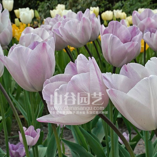 创世大发-郁金香