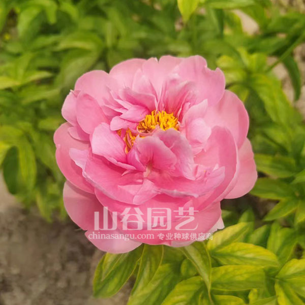 创世大发-芍药