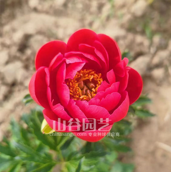 创世大发-芍药