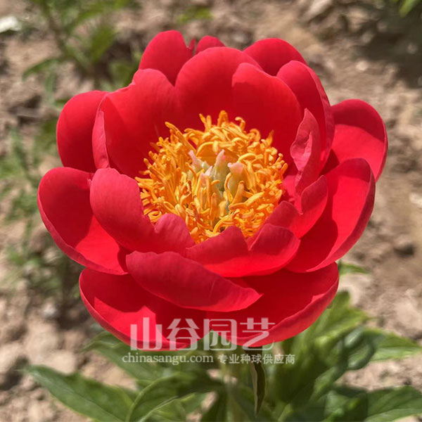 创世大发-芍药