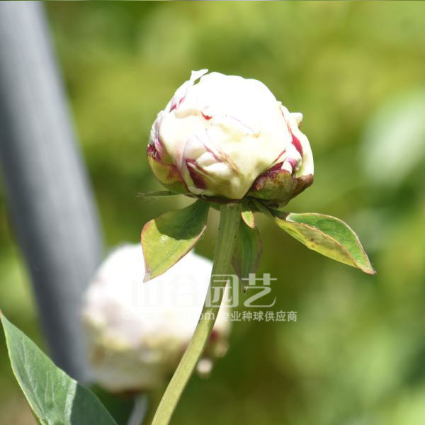 创世大发-芍药