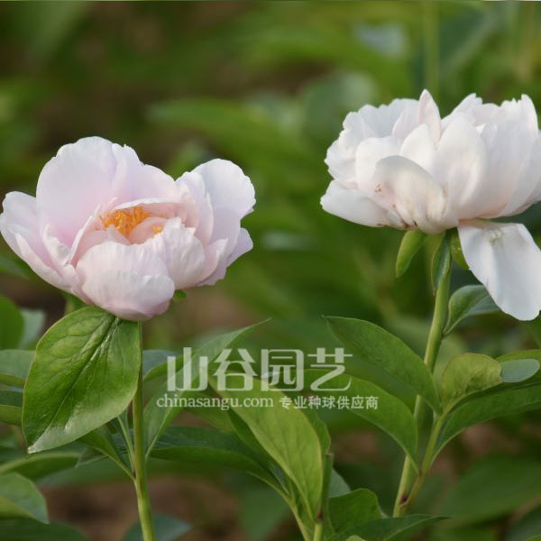 创世大发-芍药