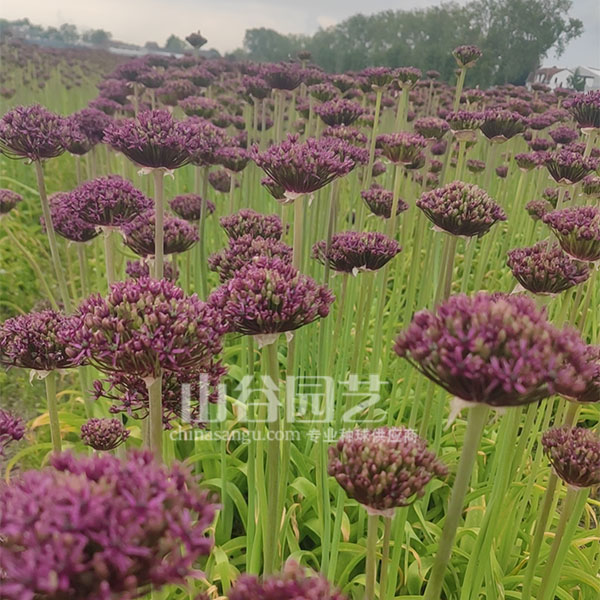创世大发-花葱