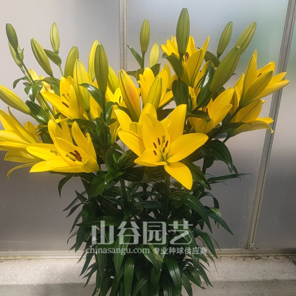 创世大发-百合