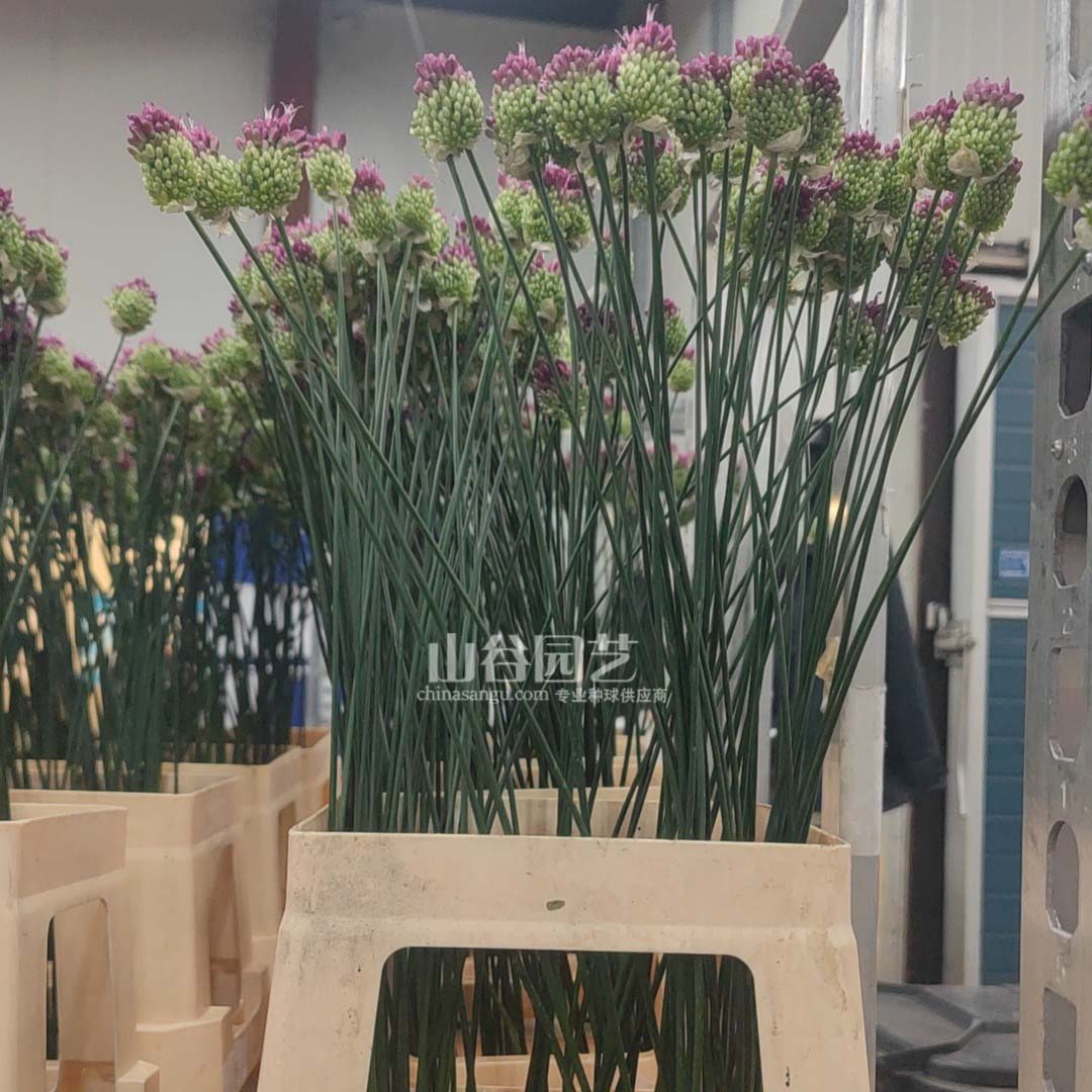 创世大发-花葱