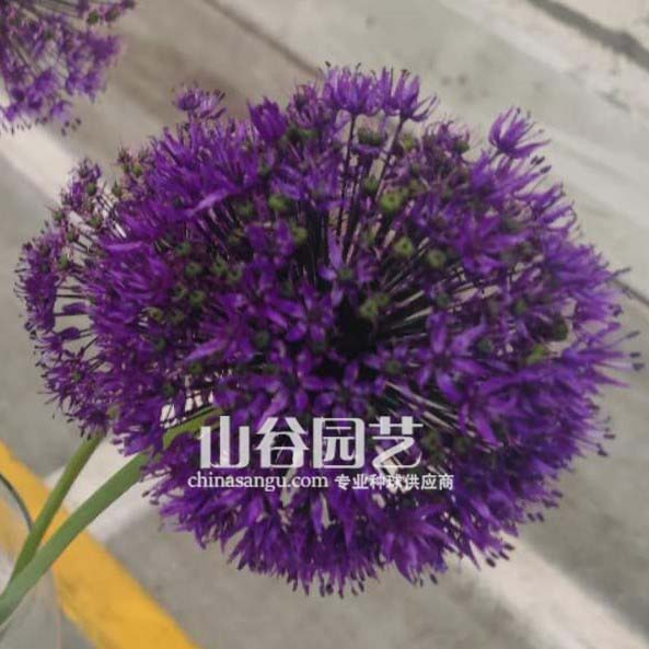 创世大发-花葱