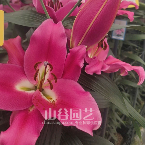 创世大发-百合