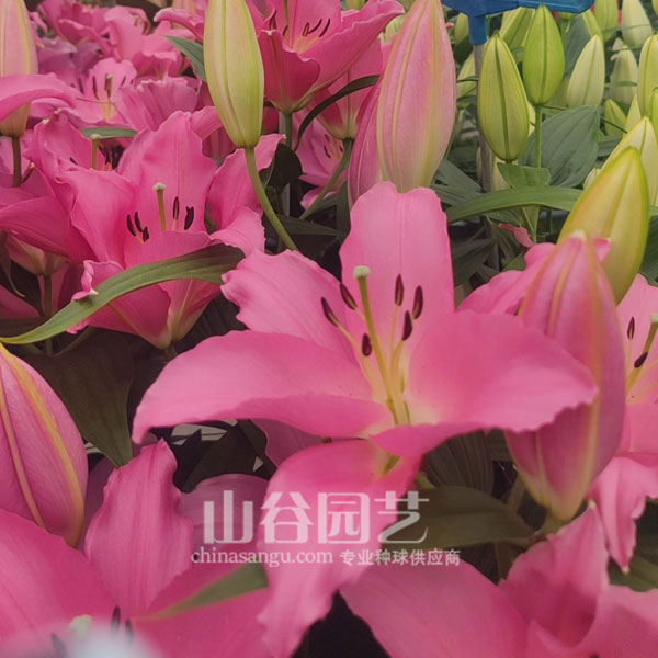 创世大发-百合