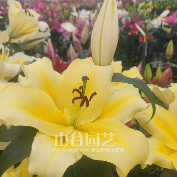 创世大发-百合