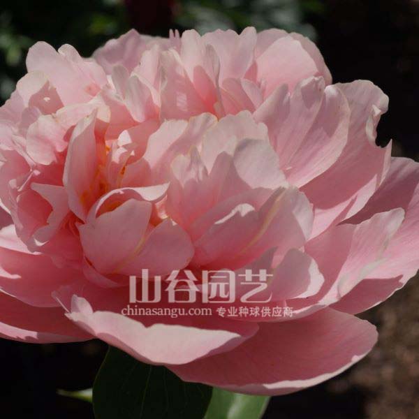 创世大发-芍药
