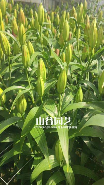 创世大发-百合