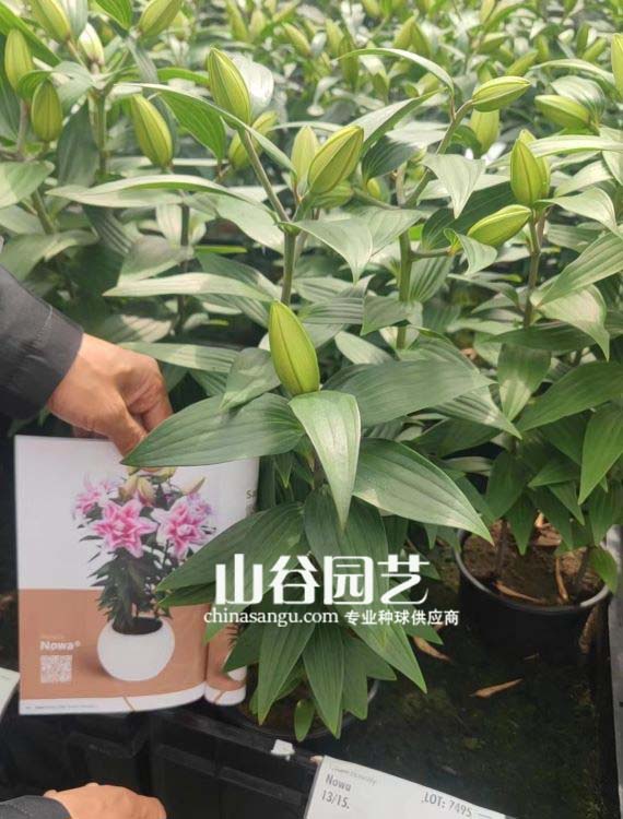 创世大发-百合