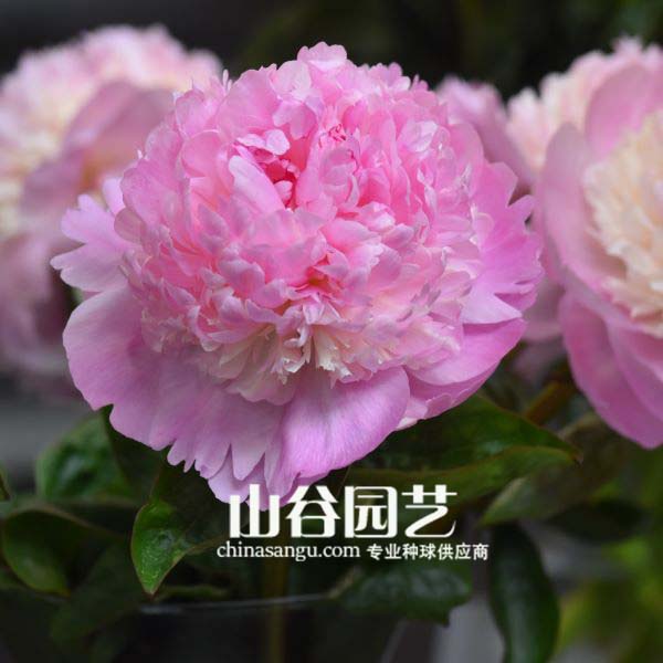 创世大发-芍药
