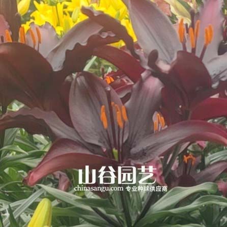 创世大发-百合
