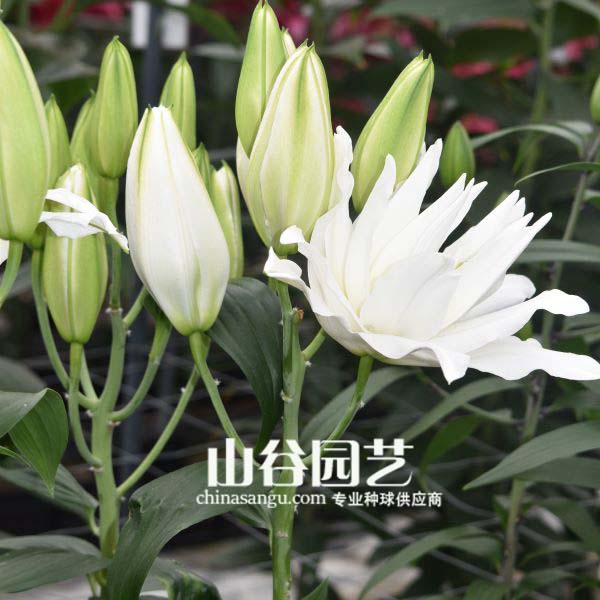 创世大发-百合