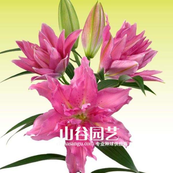 创世大发-百合