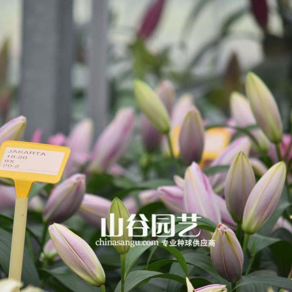 创世大发-百合
