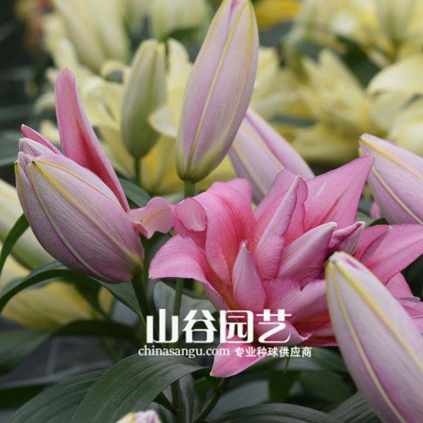 创世大发-百合