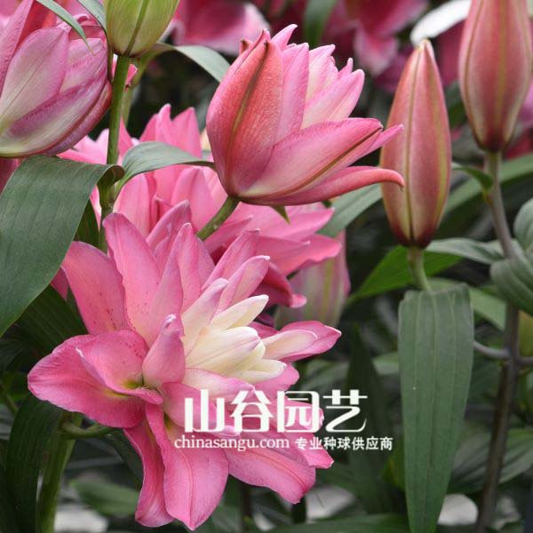创世大发-百合
