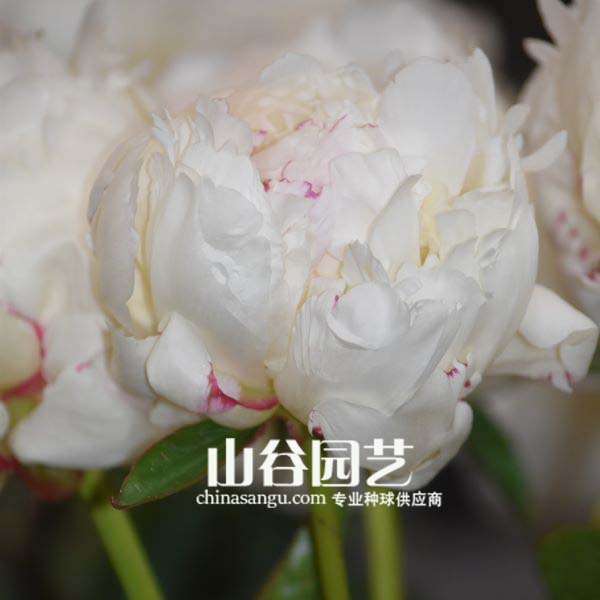 创世大发-芍药