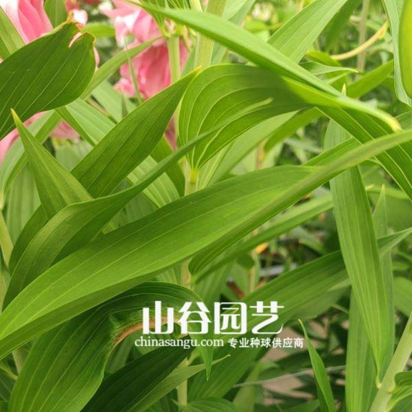 创世大发-百合