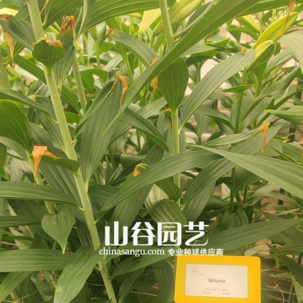创世大发-百合