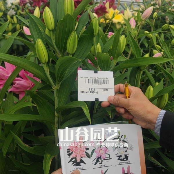 创世大发-百合