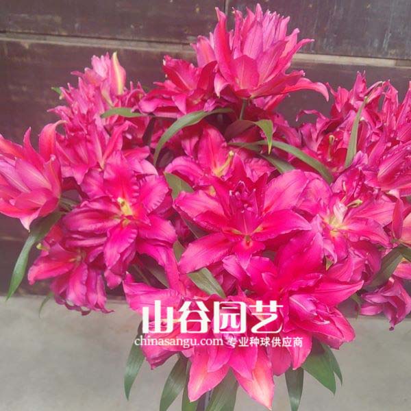 创世大发-百合