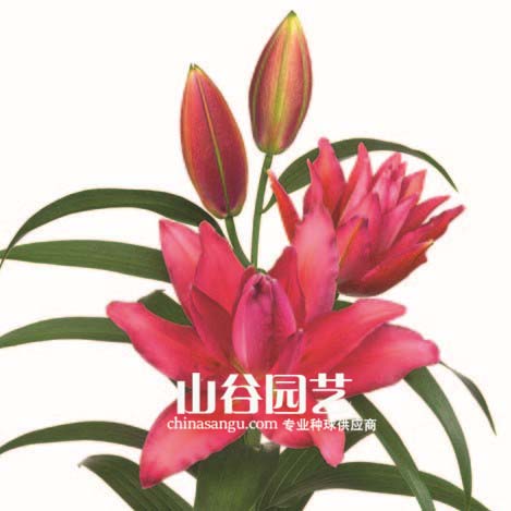 创世大发-百合