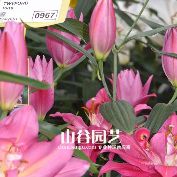 创世大发-百合