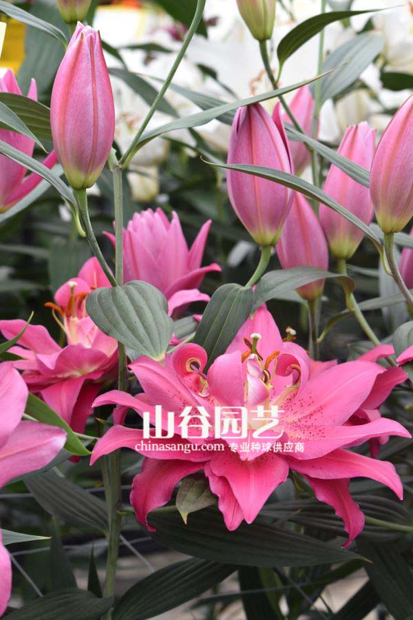 创世大发-百合