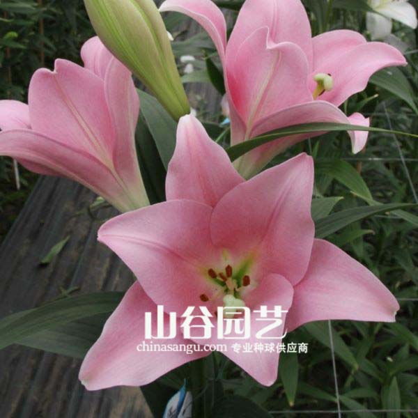 创世大发-百合