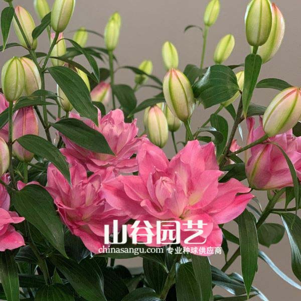 创世大发-百合
