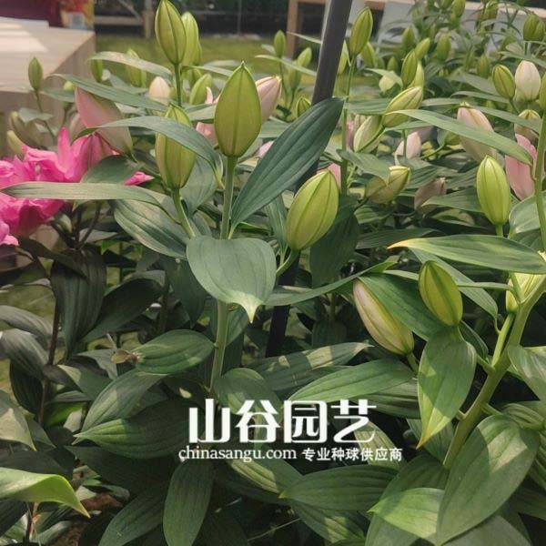 创世大发-百合