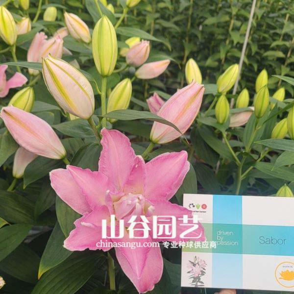 创世大发-百合