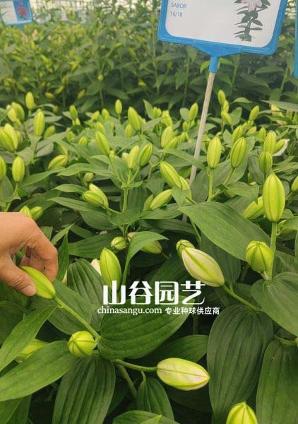 创世大发-百合