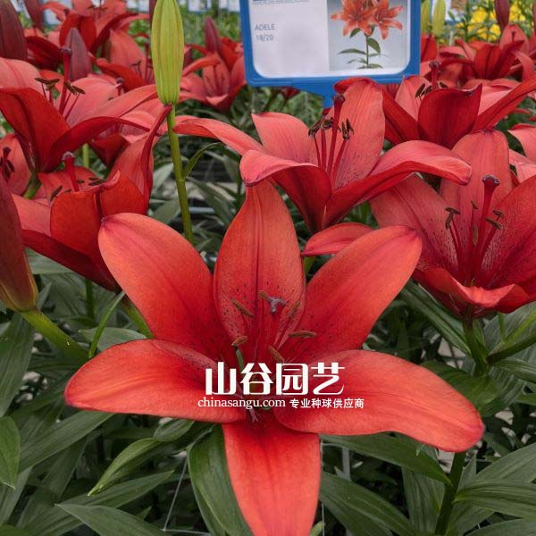 创世大发-百合