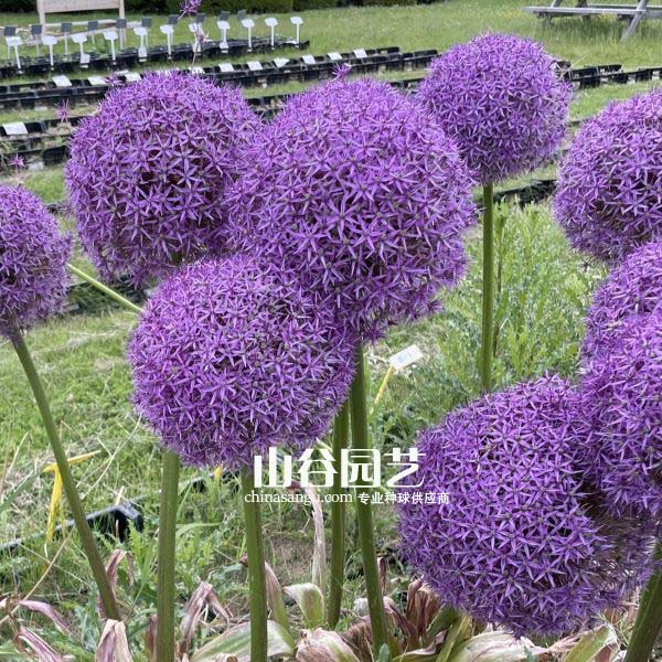 创世大发-花葱