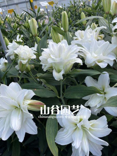 创世大发-百合